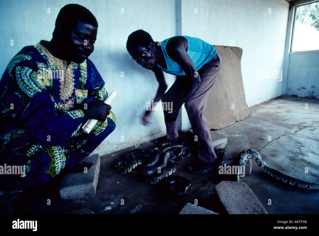 Snake temple in Ouidah A Ouidah priest tends live pythons symbolic of the vodun god Stock Photo