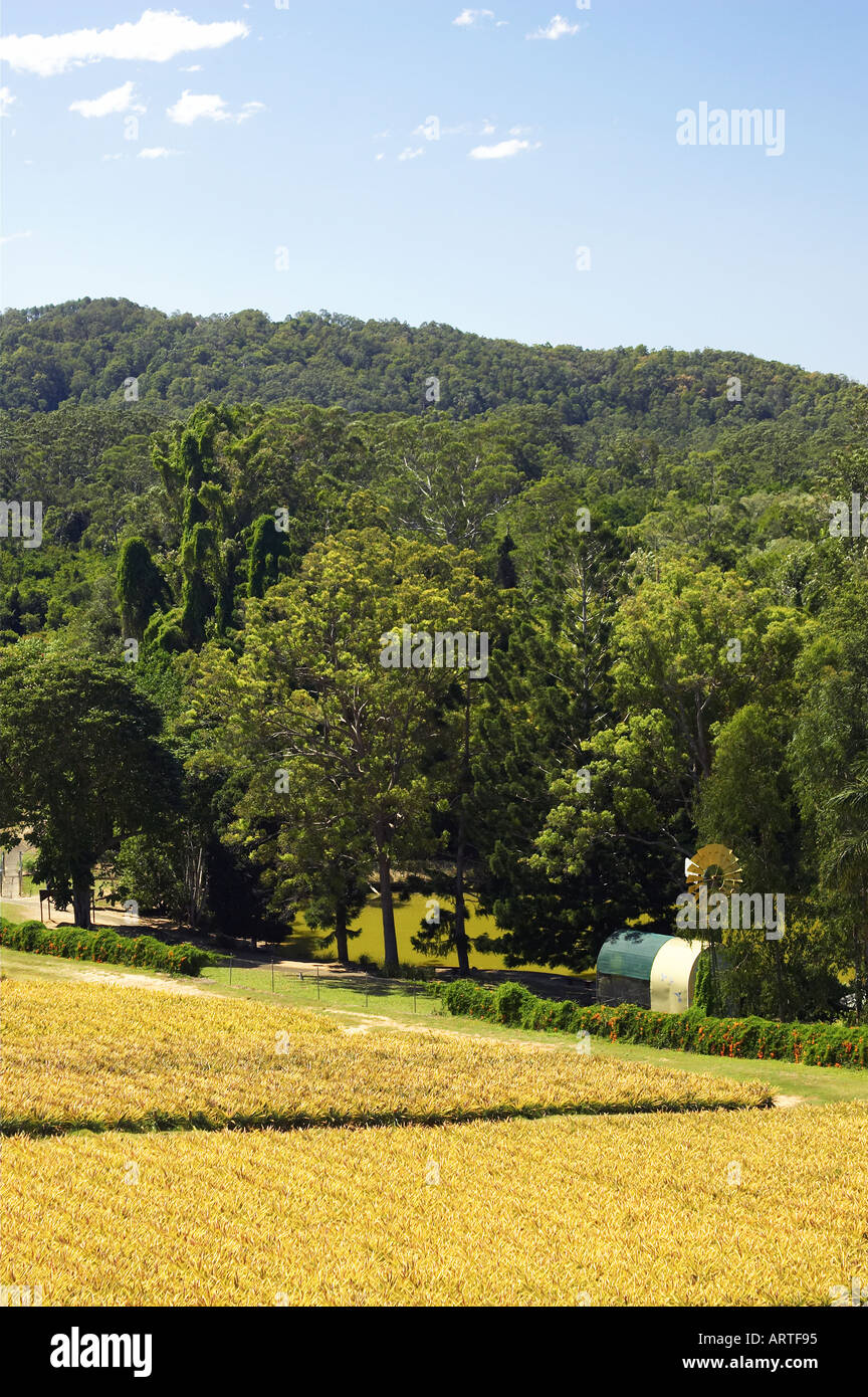 Pineapple fields Sunshine Coast Queensland Australia Stock Photo Alamy
