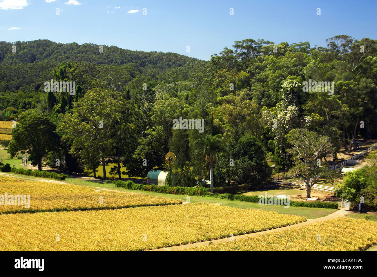 Pineapple fields Sunshine Coast Queensland Australia Stock Photo Alamy