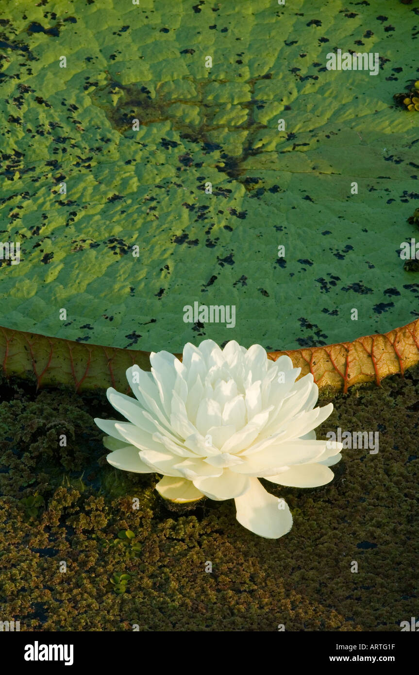 Brazilian Water Lily Stock Photos & Brazilian Water Lily Stock Images