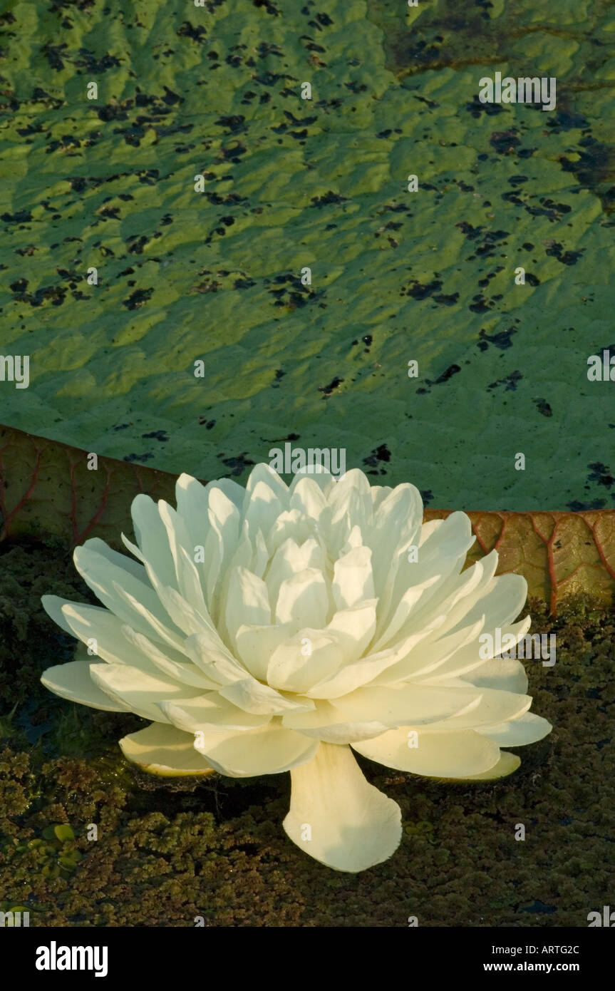 (Victoria regia) Giant Amazon Water Lilies, Pantanal, Mato Grosso