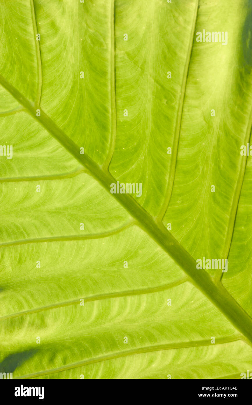 Green leaf pattern hi-res stock photography and images - Alamy
