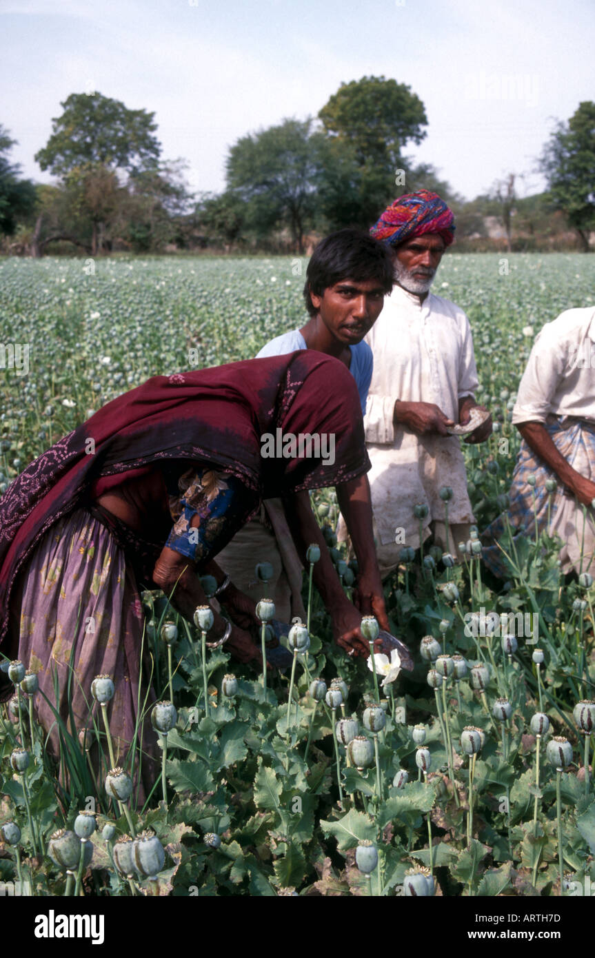 Opium poppy pickers, Rajasthan,India Stock Photo