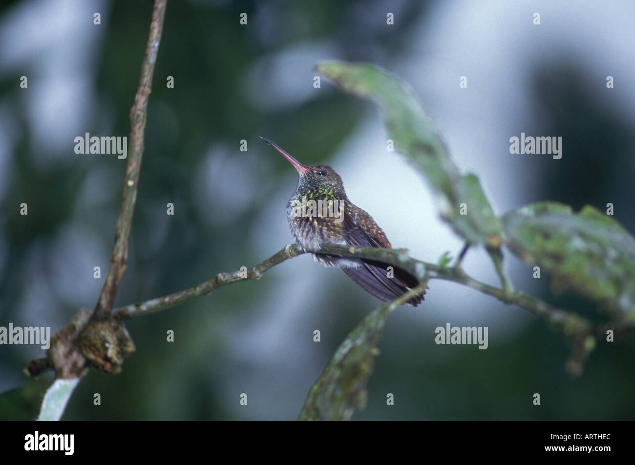 Humming Bird Rain Forest Costa Rica Stock Photo Alamy Humming Bird Rain Forest Costa Rica Stock Photo Alamy