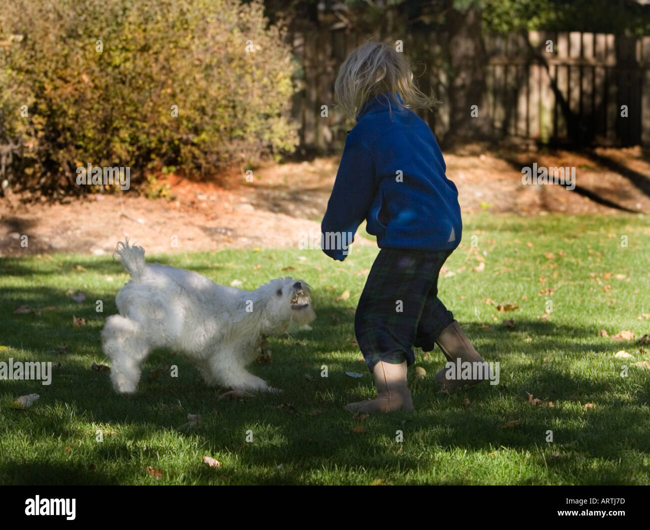 Young girl playing with her dog in the backyard Stock Photo - Alamy