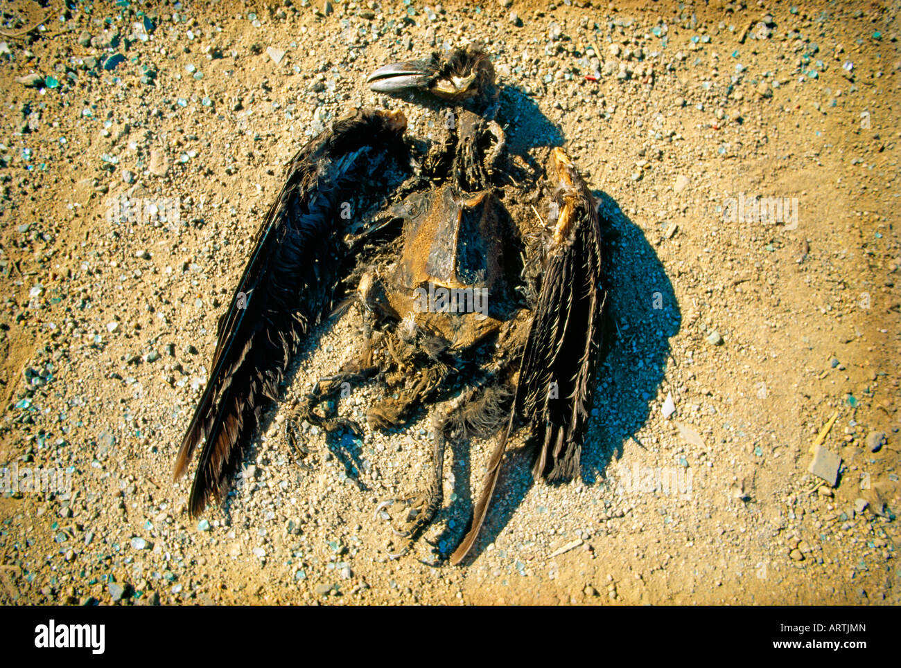 Decaying bird carcass Stock Photo
