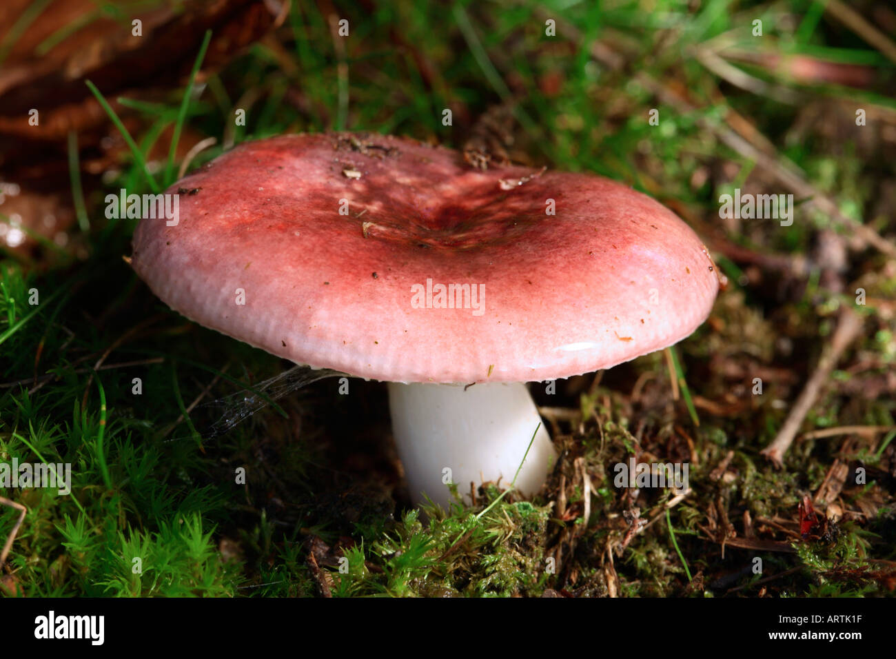 Russula betularum Hora Poisonous Stock Photo