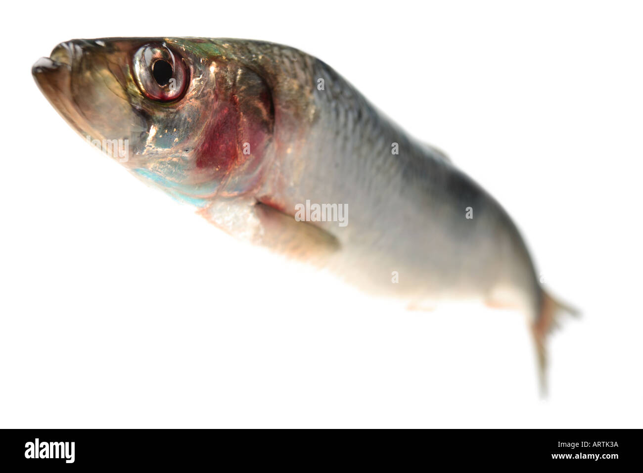 Whole Herring up close Stock Photo Alamy