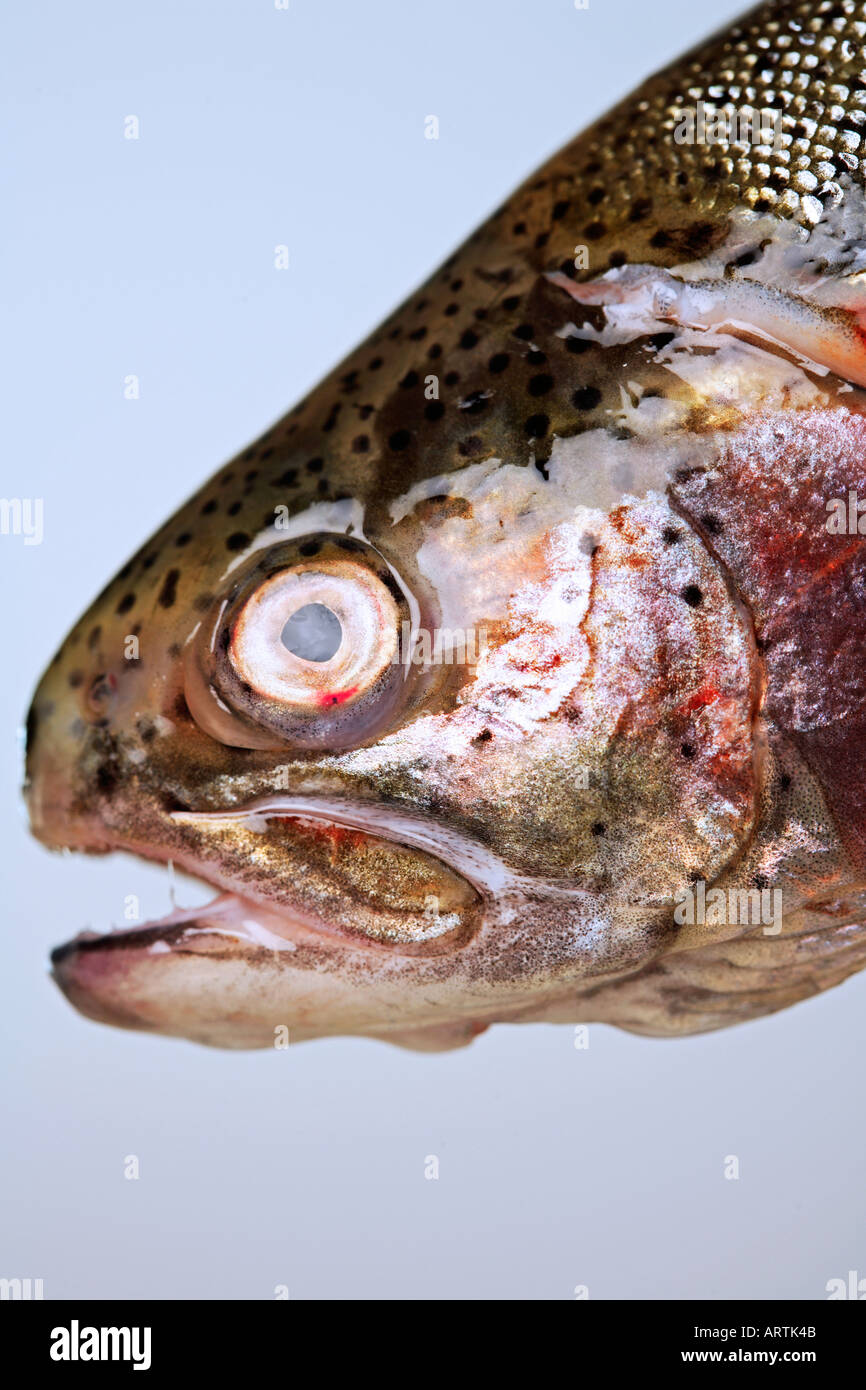 Trout face closeup hi-res stock photography and images - Alamy