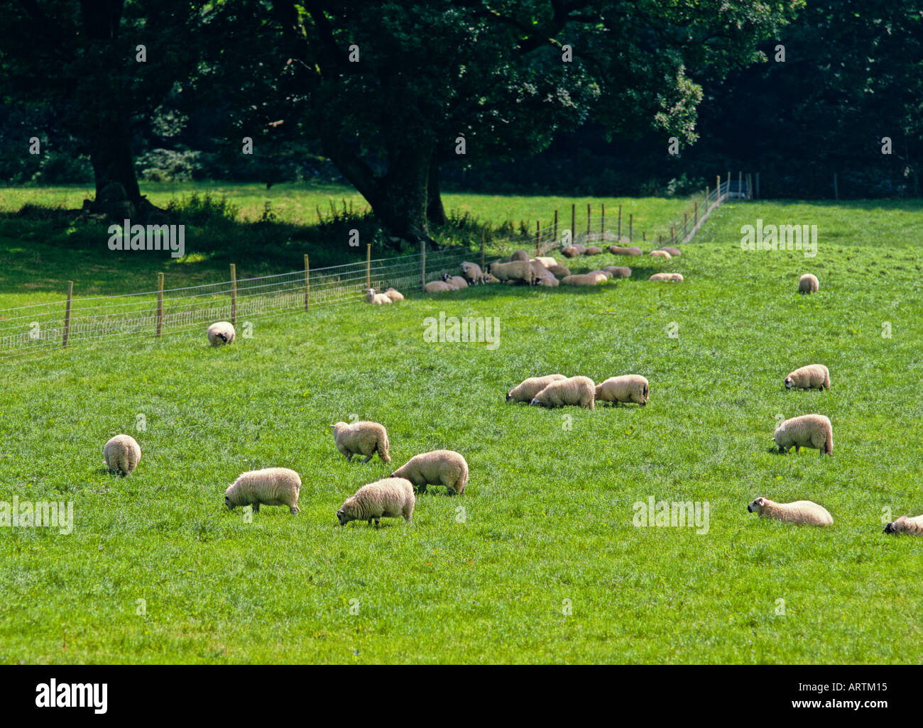 Graze of sheep in Wales United Kingdom Stock Photo - Alamy