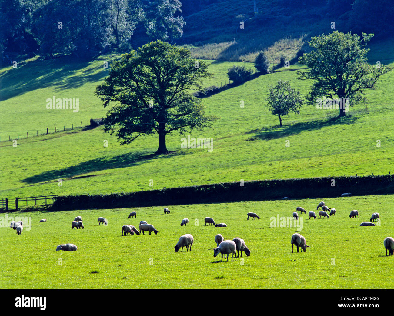 Graze of sheep in Black Mountain Wales United Kingdom Stock Photo - Alamy