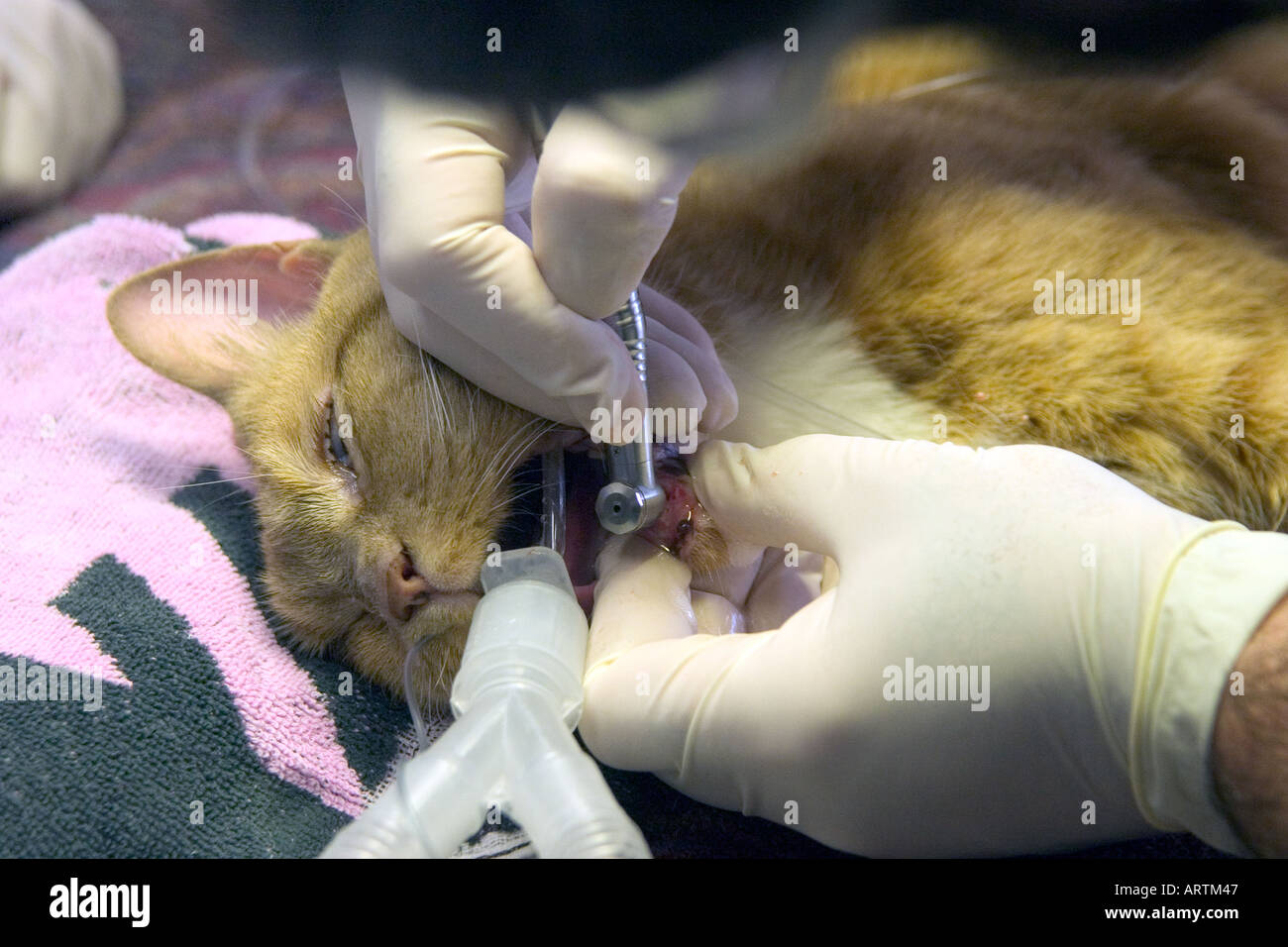 Feline teeth cleaning hires stock photography and images Alamy