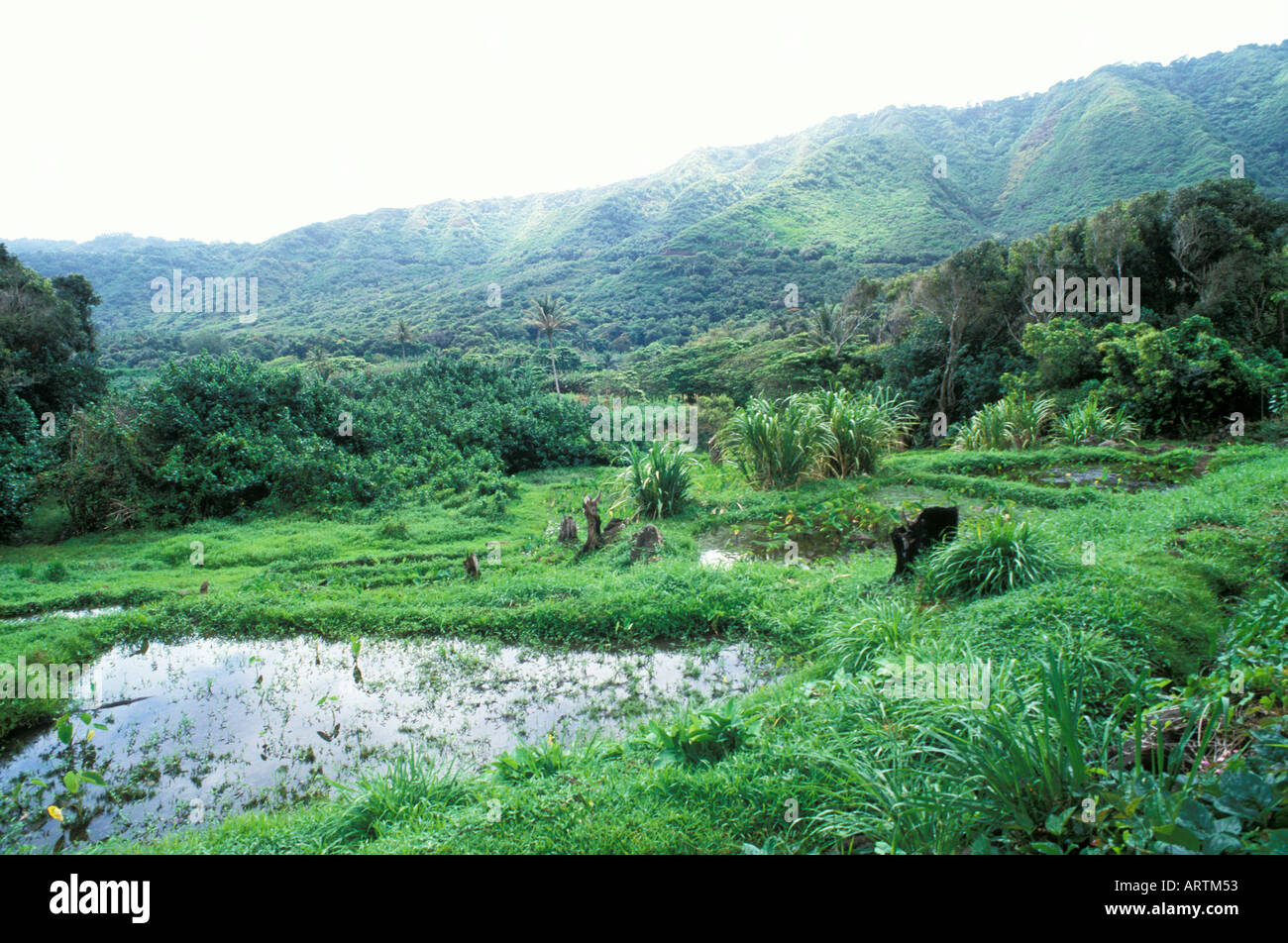 Taro patch Halawa valley Molokai Hawaii Stock Photo