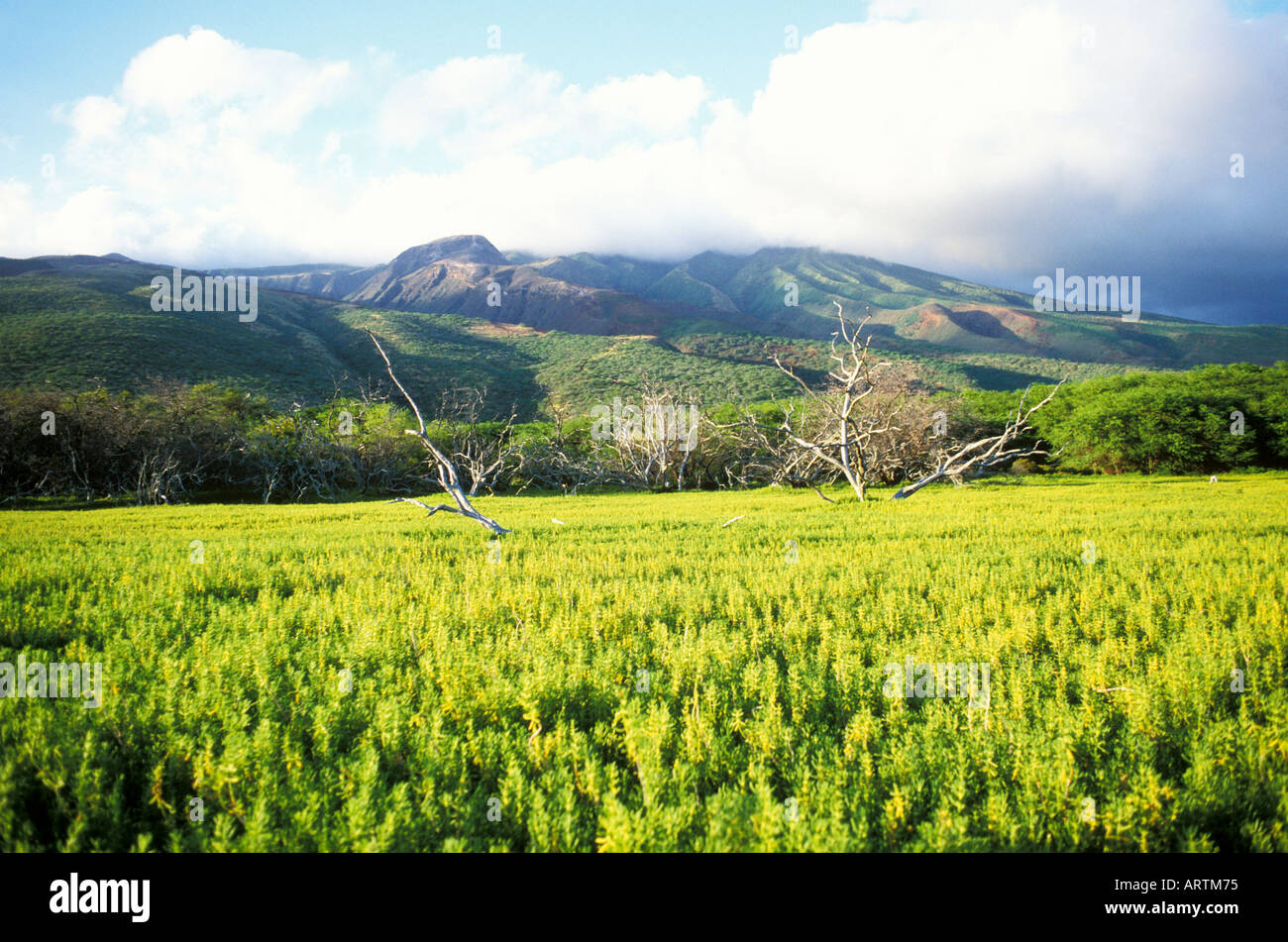Kaunakakai Valley Molokai Hawaii Stock Photo Alamy