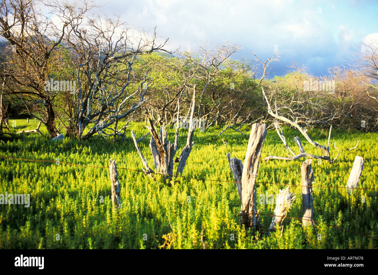 Kaunakakai Valley Molokai Hawaii Stock Photo Alamy