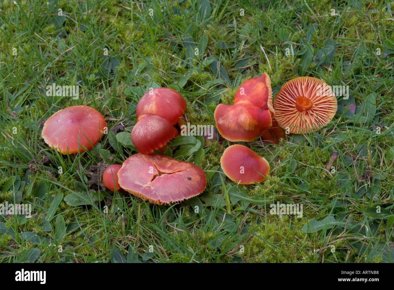 Scarlet Hood Fungi Hygrocybe coccinea Stock Photo