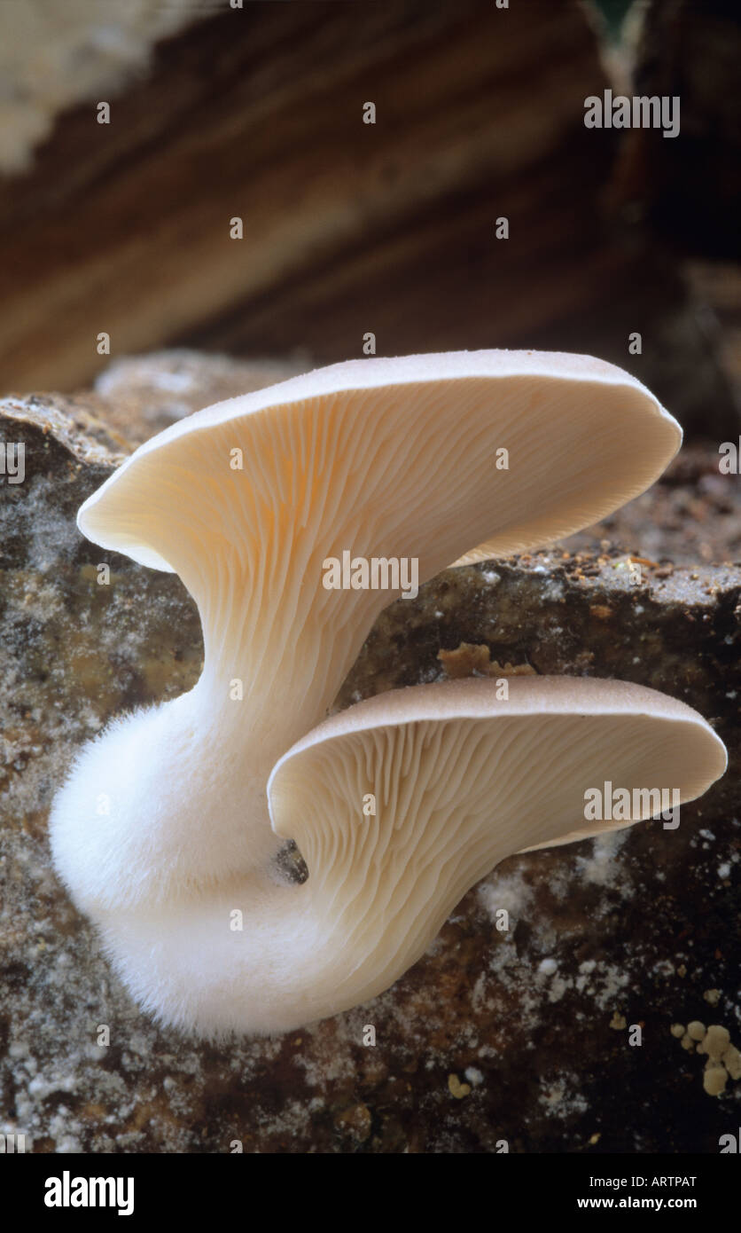 Decurrent hi-res stock photography and images - Alamy