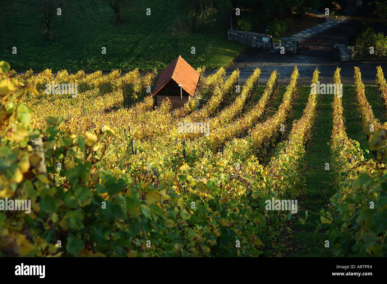 Vineyard slope over Schorndorf in the Remstal, Germany, Baden-Württemberg. Stock Photo