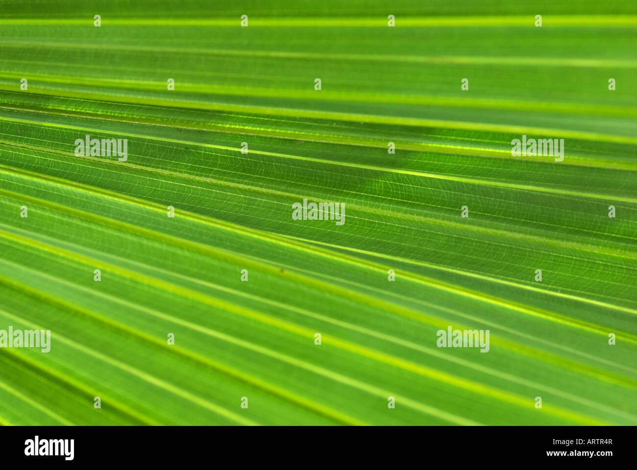 beautiful green palm leaf nature background image Stock Photo - Alamy