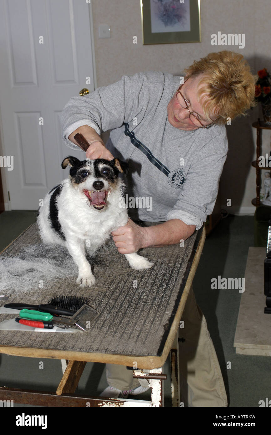 Adult female grooming a Jack Russell dog Stock Photo Alamy