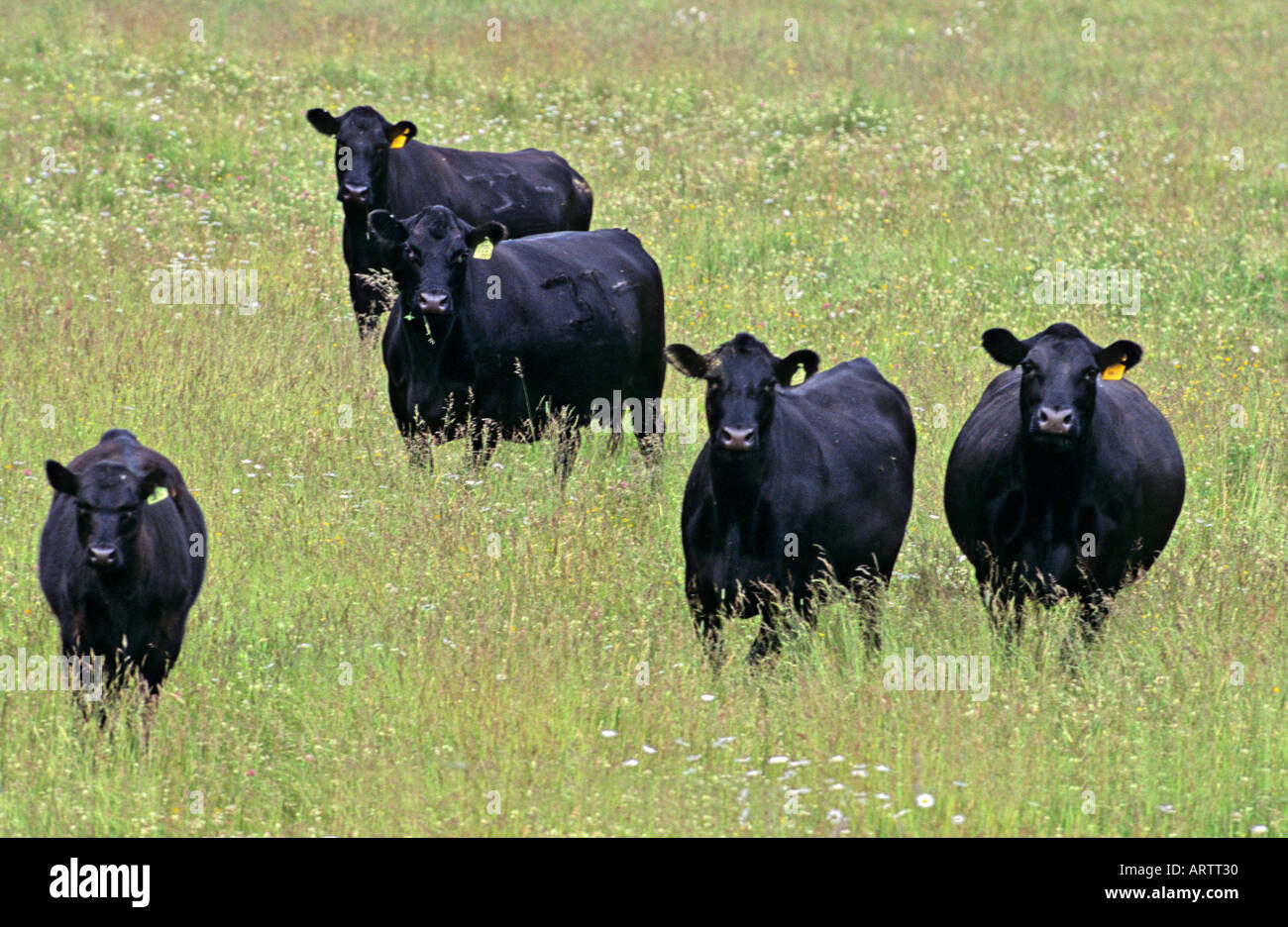 Black Cows in a meadow Stock Photo