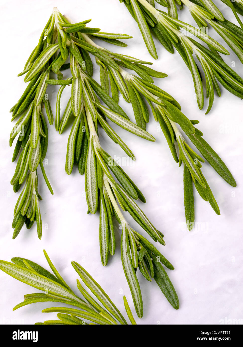 SPRIG OF ROSEMARY Stock Photo