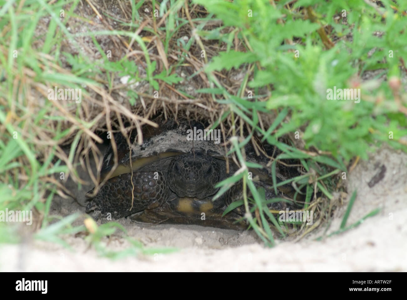 Gopher Tortoise Gopherus polyphemus in hole den burrow cave ground turtles Stock Photo