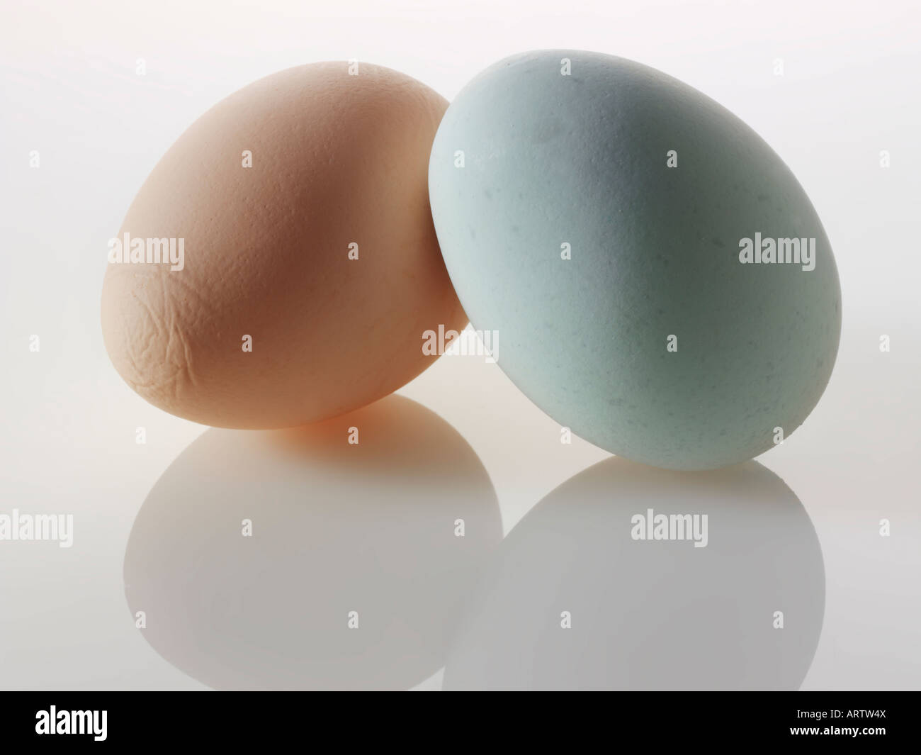 Old Cotswold Legbar eggs on a white background Stock Photo Alamy