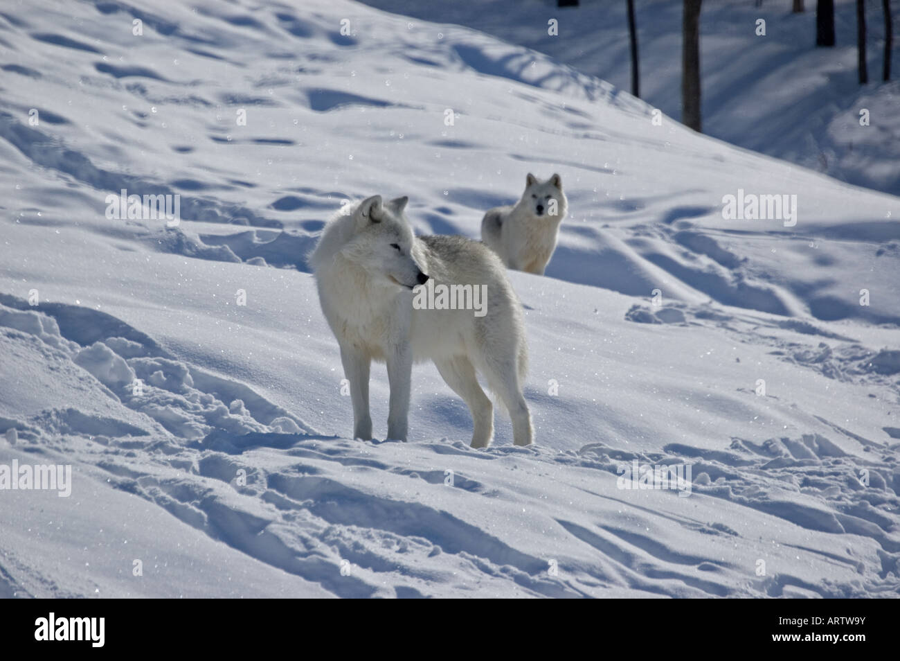 An Arctic Wolf. Stock Photo
