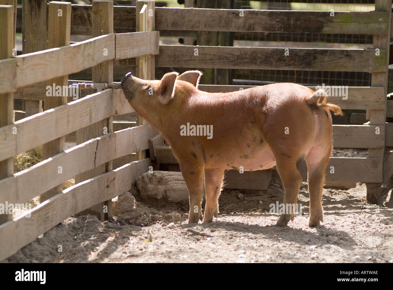 pig drinking from water fountain farm animals animal livestock Stock