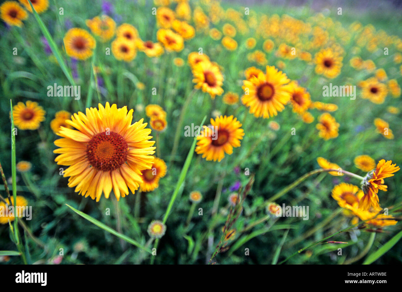Wild gaillardia hotsell