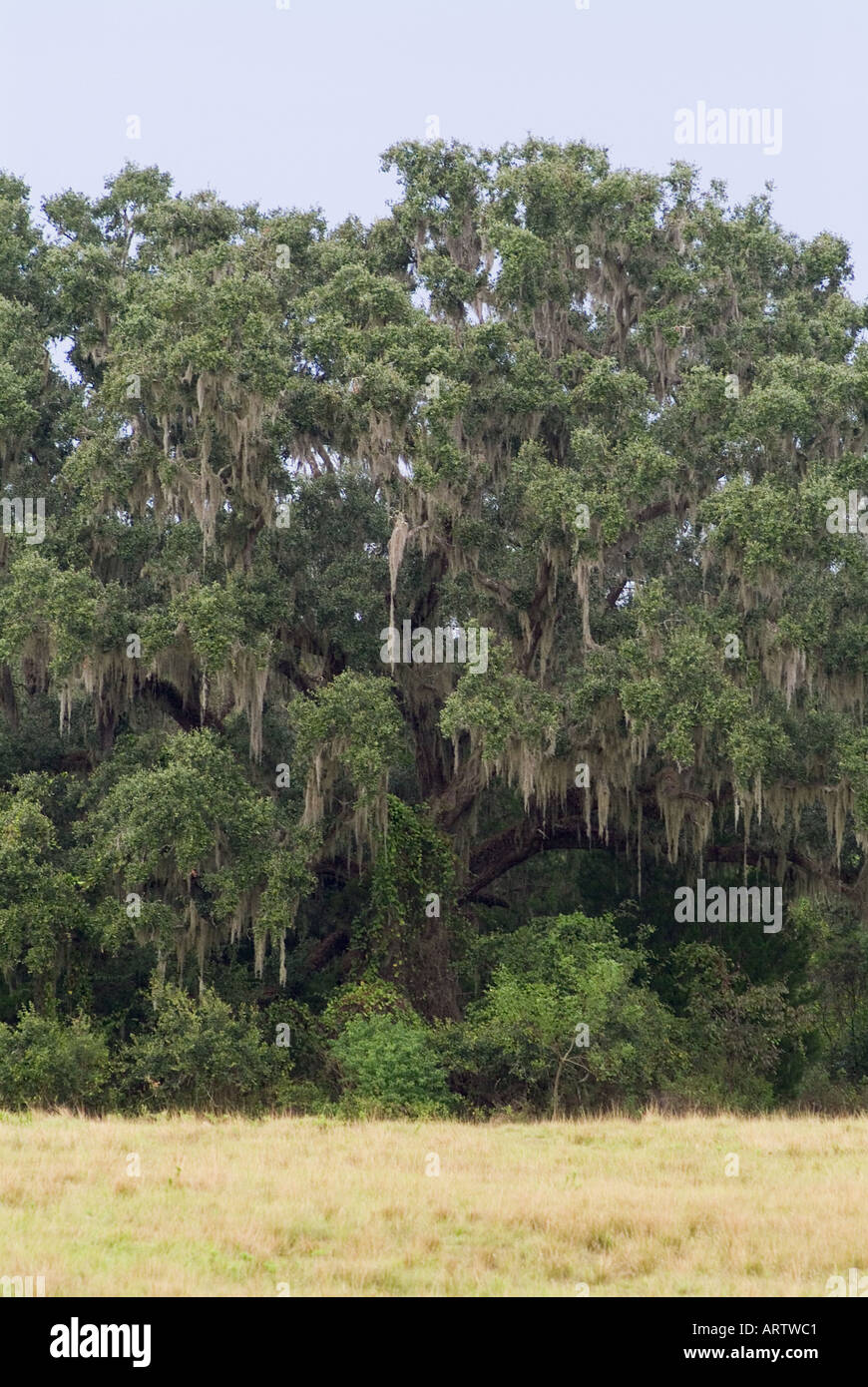 oak tree and spanish moss Dudley Farm Historic State Park Newberry