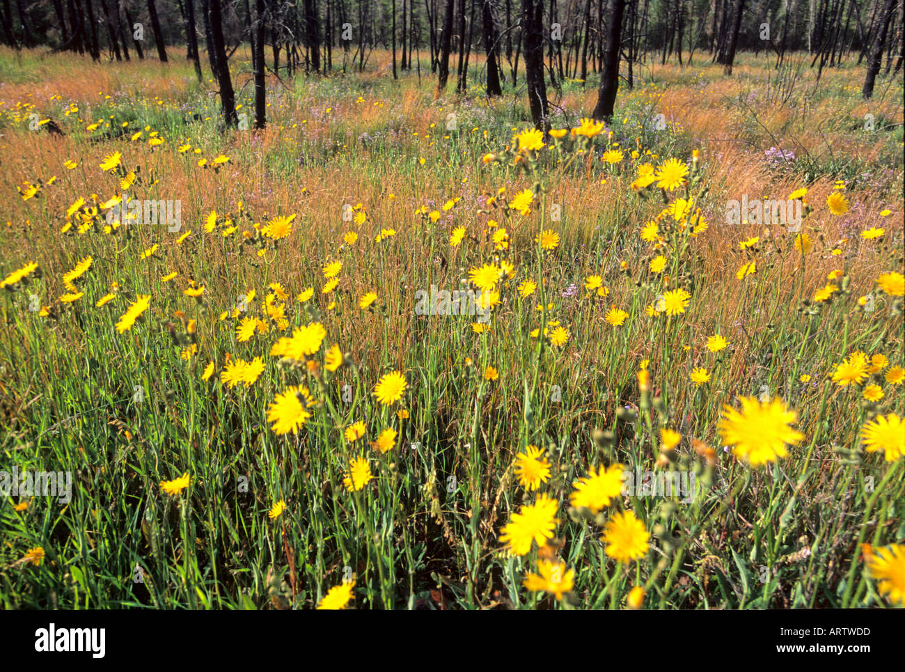 Wild flowers after forest fire hires stock photography and images Alamy