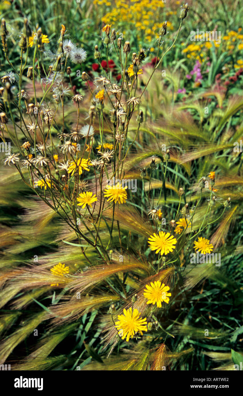 Grasses and wild flowers hi-res stock photography and images - Alamy
