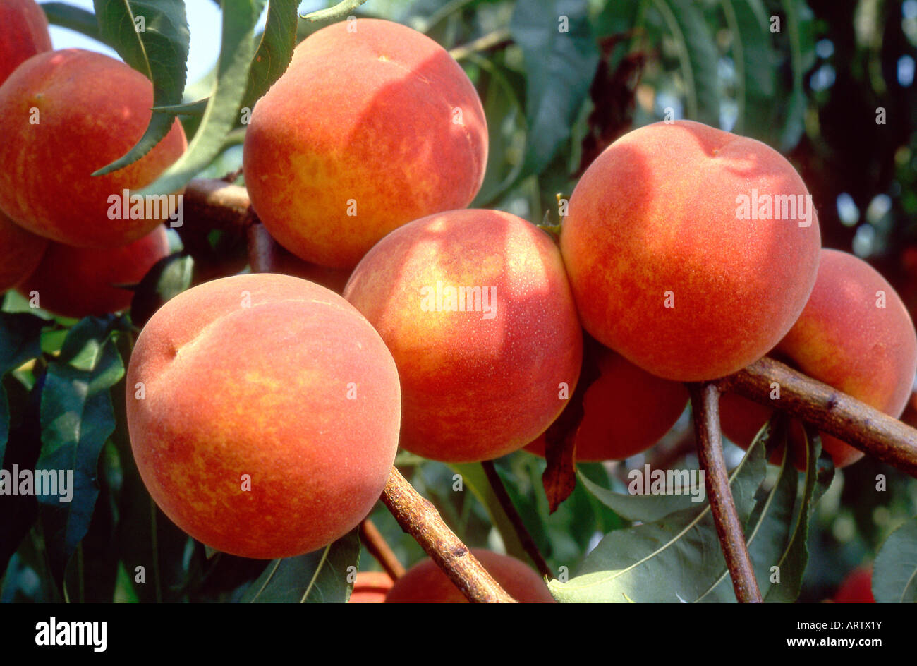 Peaches have long been a trademark and are now the state's