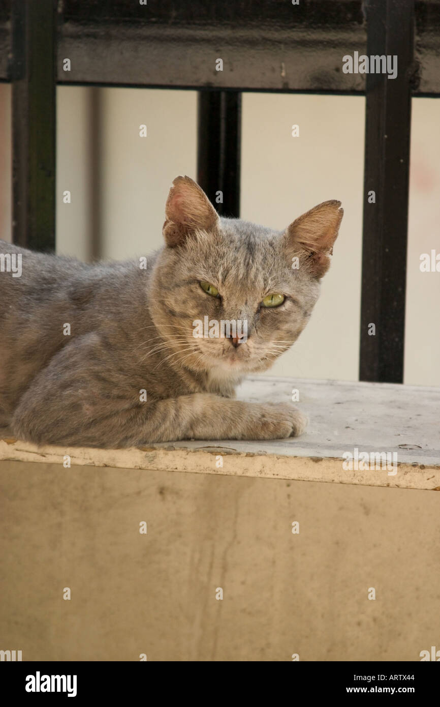 sleepy cat Stock Photo