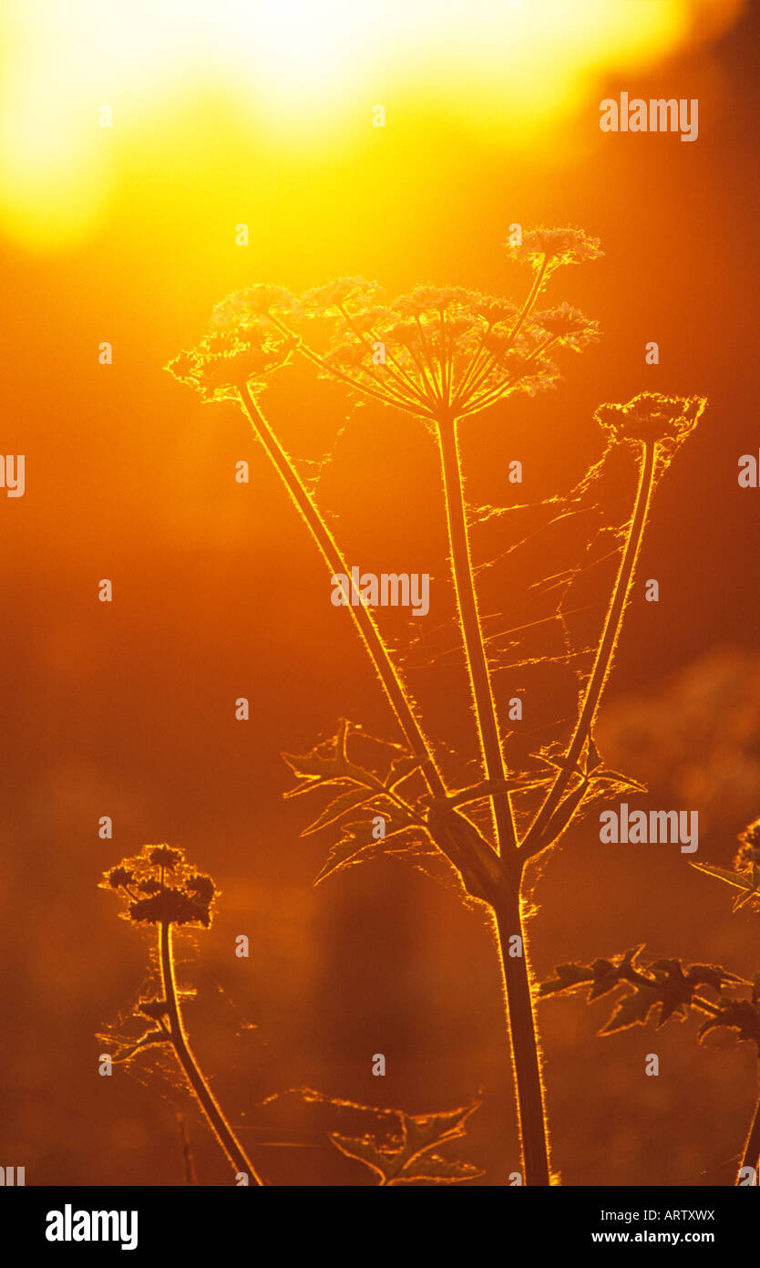 Backlit Hogweed in low sun. Stock Photo