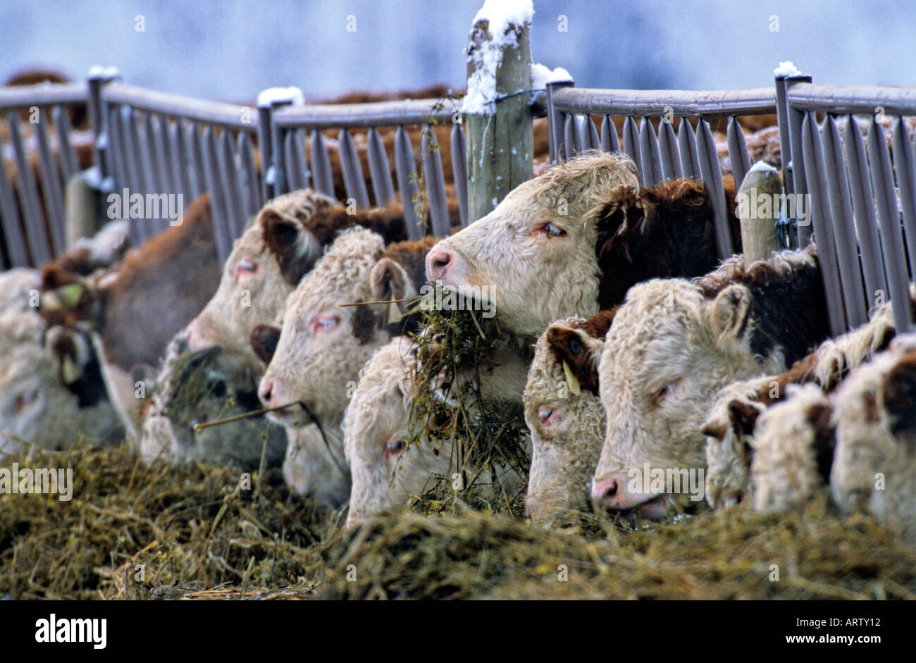 Beef Cattle Feeding Stock Photo