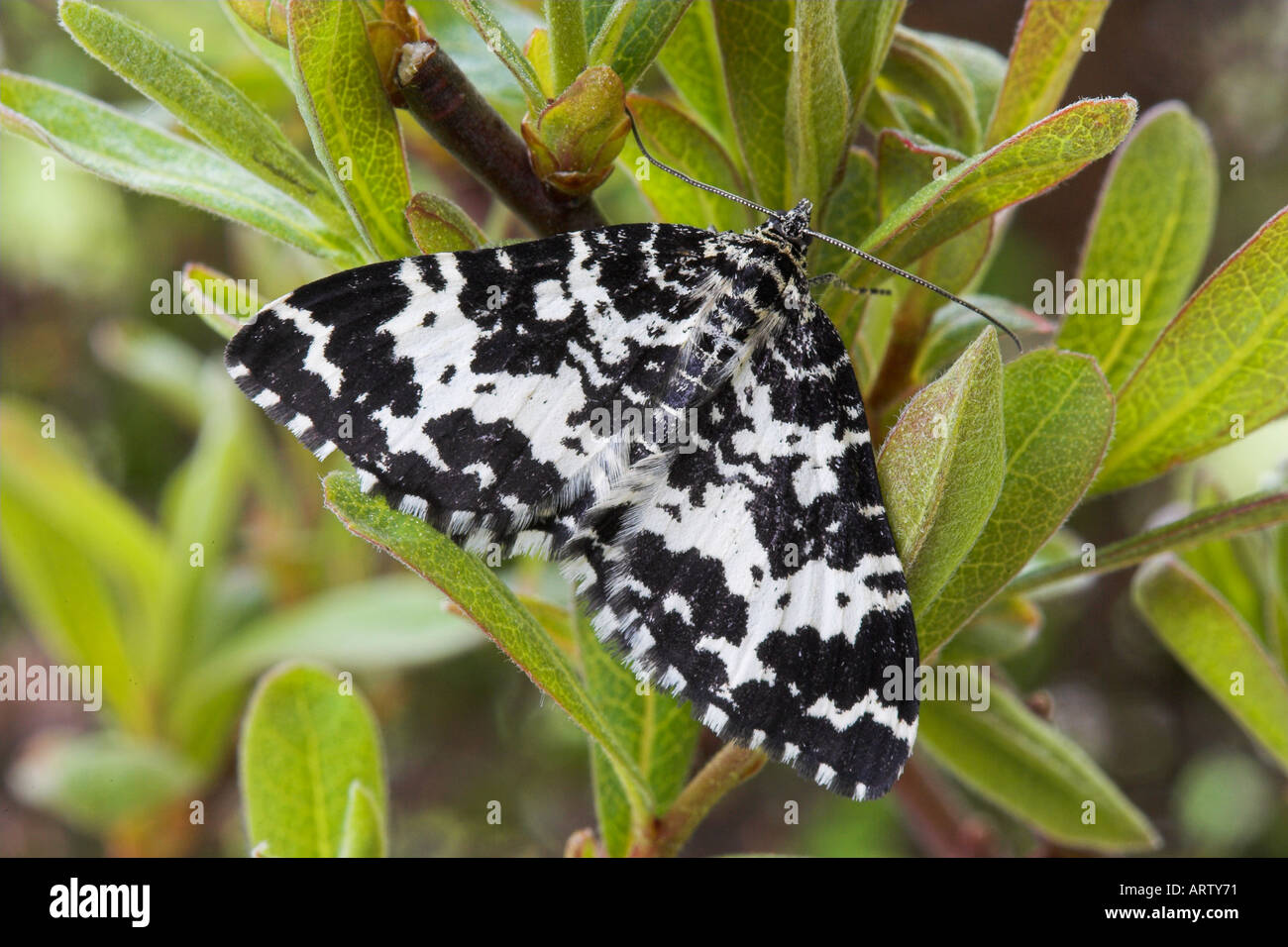 Argent and Sable Moth, Rheumaptera hastata Stock Photo