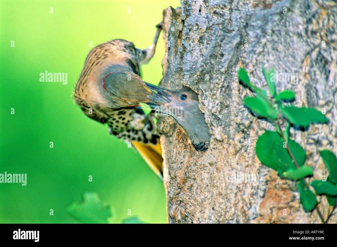 Northern Flicker feeding its young Stock Photo
