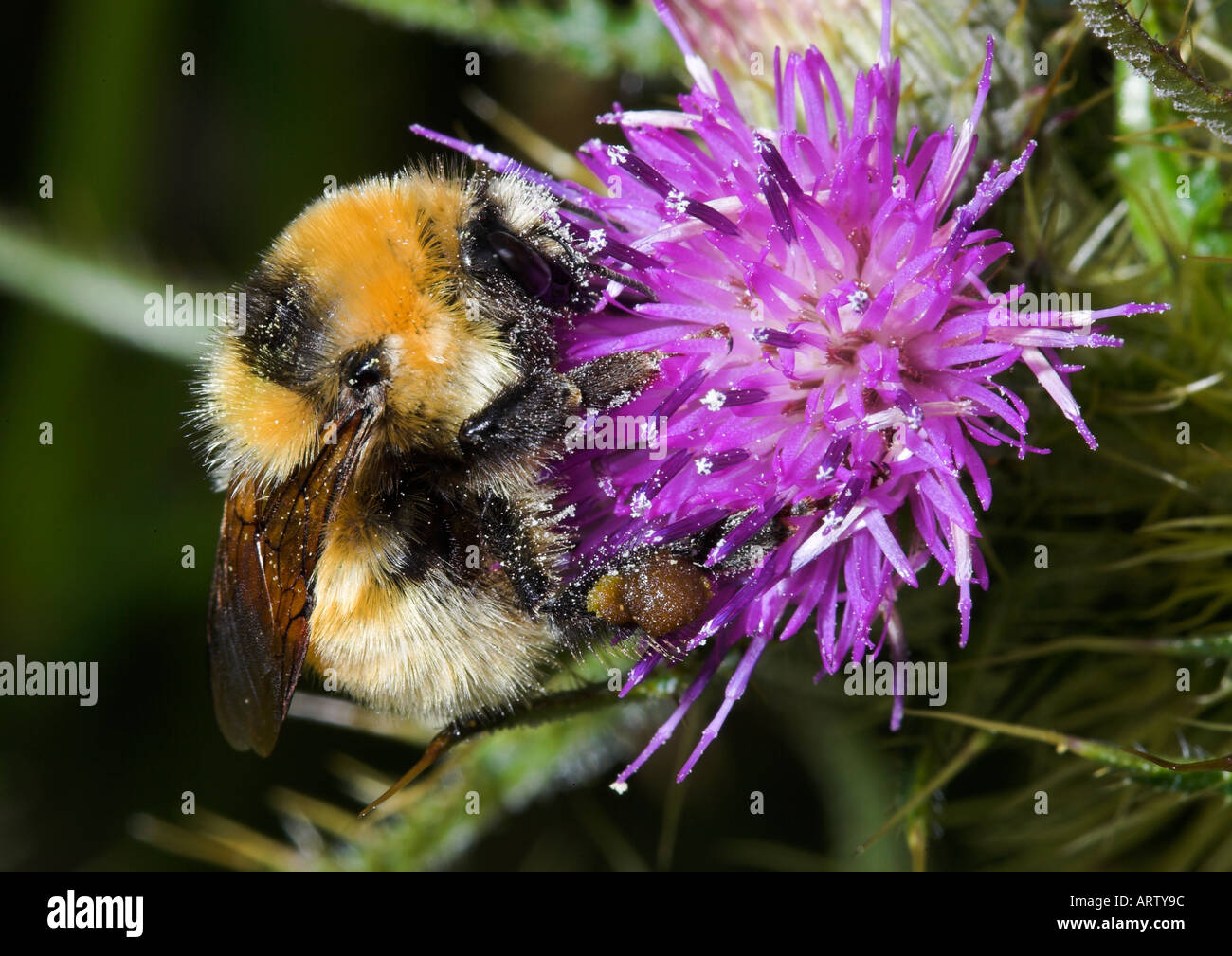 Great Yellow Bumblebee, Bombus distinguendus, Stock Photo
