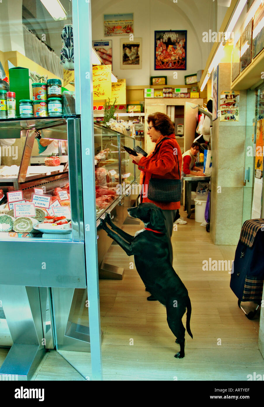 pet polo shopping