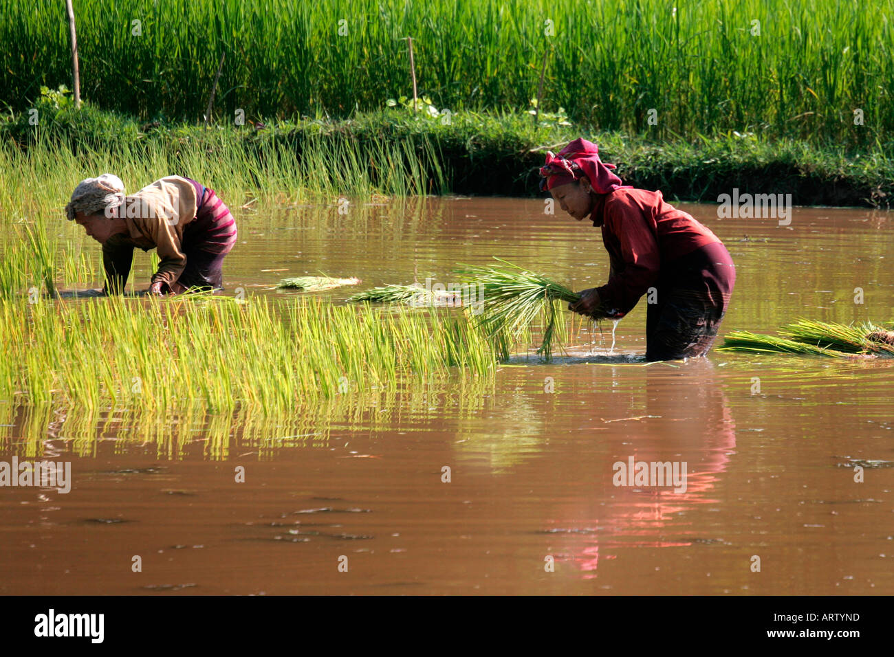 Burmese Women Planting Rice Mon State Lower Burma Myanmar Stock Photo Alamy