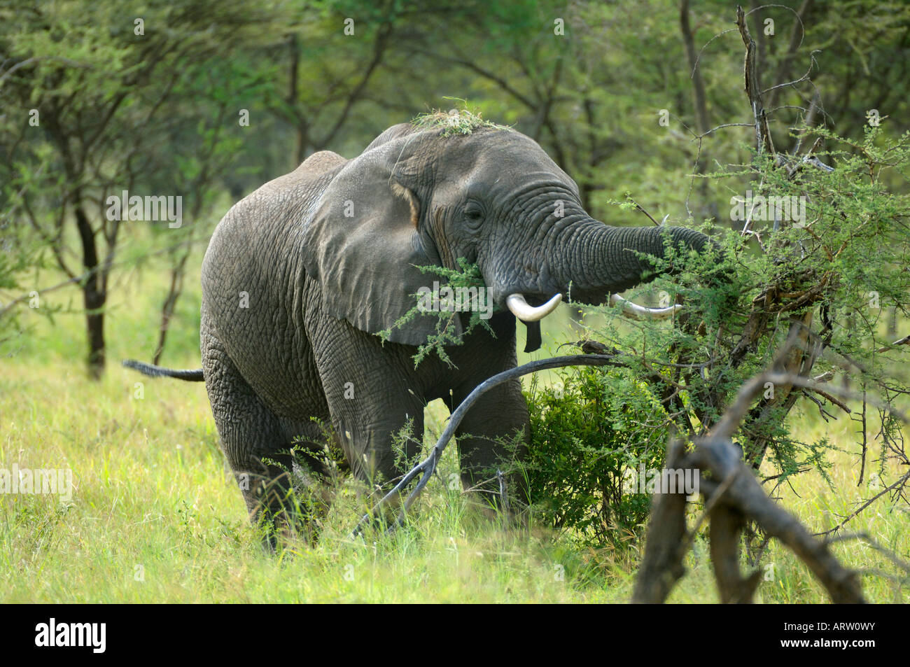 Elephant,a african elephant eats a bush,Serengeti,Tanzania Stock Photo