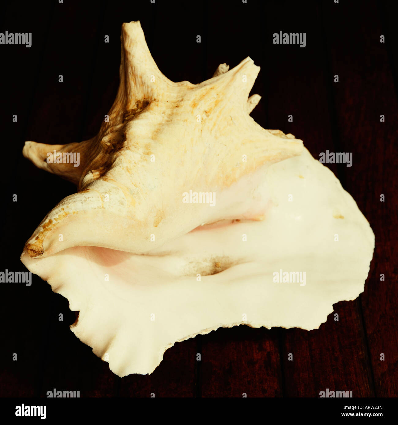 Seal Shell Close-up of a seashell Stock Photo - Alamy
