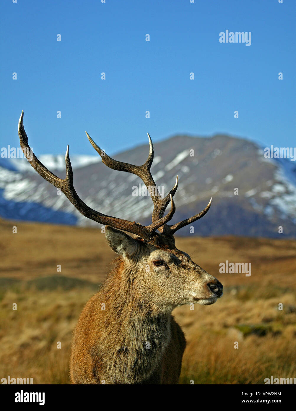 Close-up Red deer stag (Cervus elaphus), Lochaber, Scotland, UK, Europe Stock Photo
