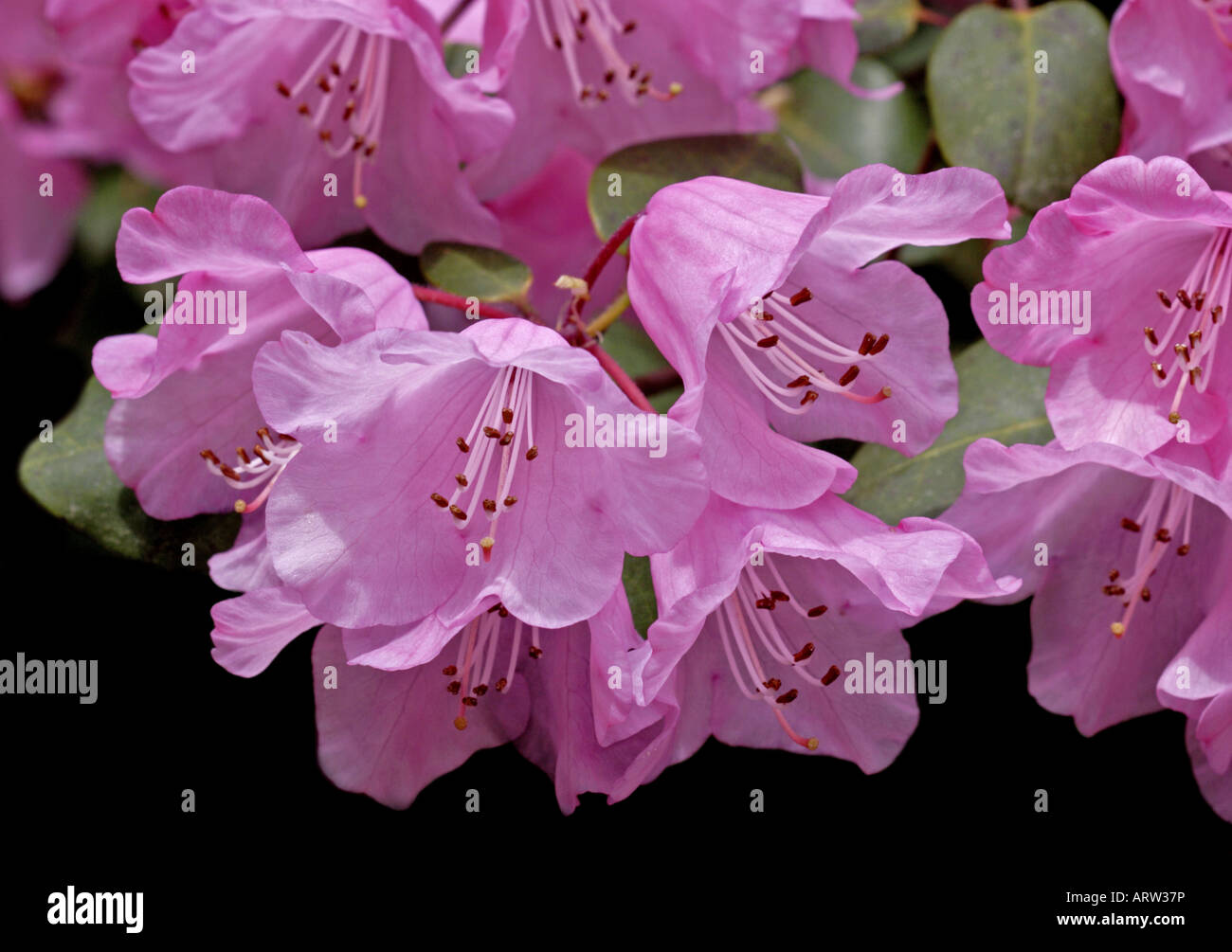 Pink Rhododendrum Pink rhododendron hi-res stock photography and images - Alamy