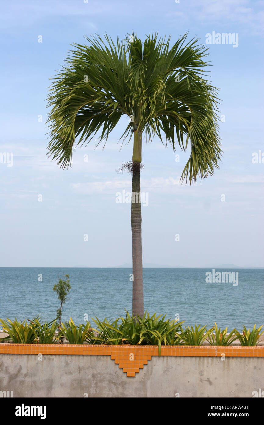 Palm Tree Esplanade George Town Penang Malaysia Stock Photo - Alamy
