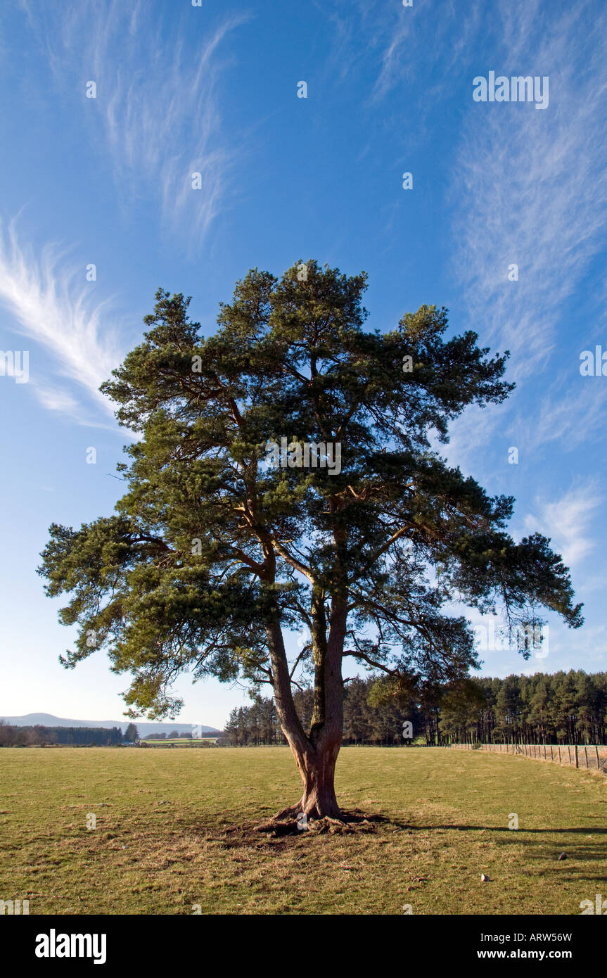 Lonely Scots pine tree Stock Photo