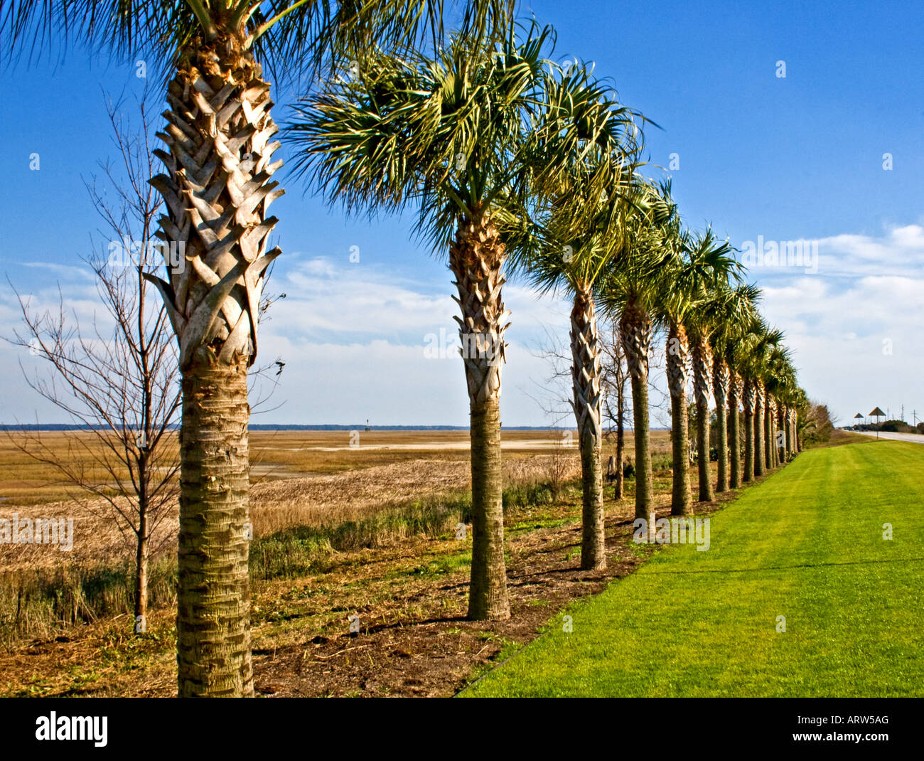 Sabal palm trees hires stock photography and images Alamy